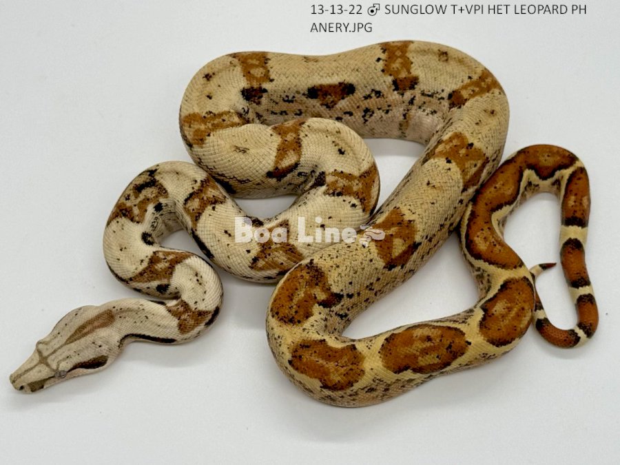 SUNGLOW T+VPI HET LEOPARD PH ANERY